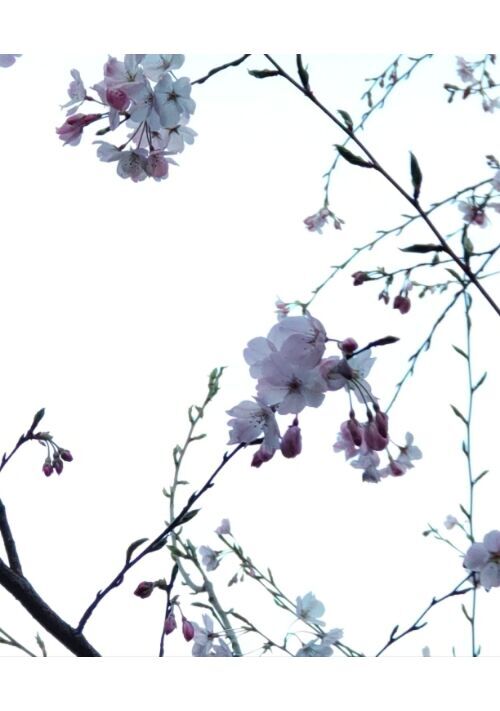 金糸梅(きんしばい)