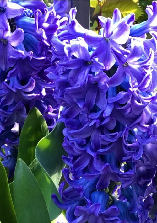 助けた竜がお礼に来ました