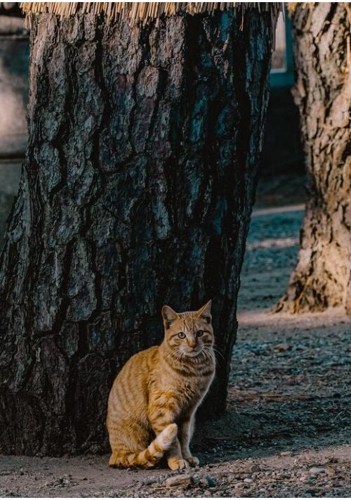 優等生 猫吸う夜に 恋来たり