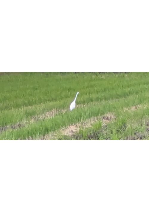 『おーい良寛さん』（新雪小太郎 ） 表紙