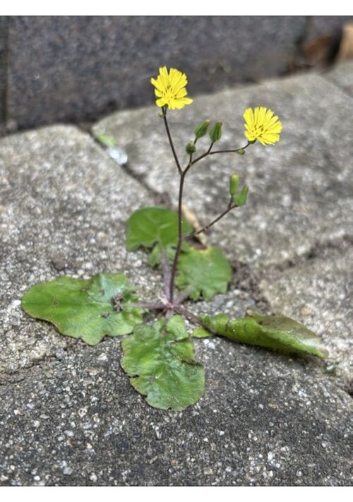 『今日の雑草オニタビラコ、花は愛嬌，葉っぱは防御、根っこは執念』（まいゆき） 表紙