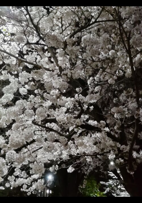 星をひとつしか知らない