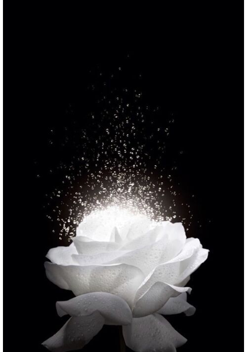 雪 恋愛小説 小説投稿サイトのアルファポリス