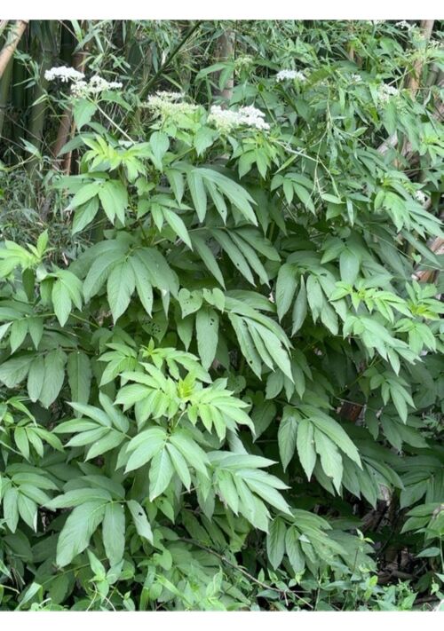 『この雑草何の雑草』（まいゆき） 表紙
