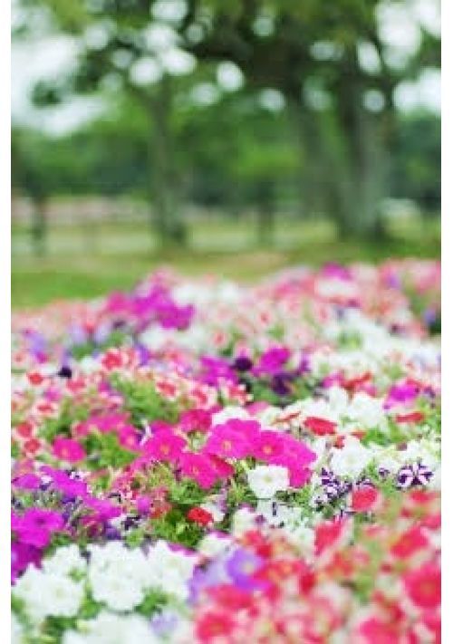 君の瞳が映す華