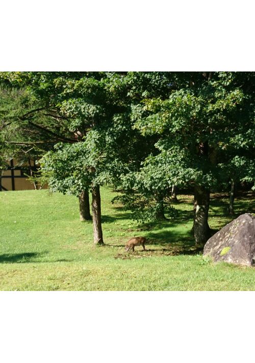 婚約者にすっぽかされていた妹のために、過保護な姉が怒鳴り込みました 表紙