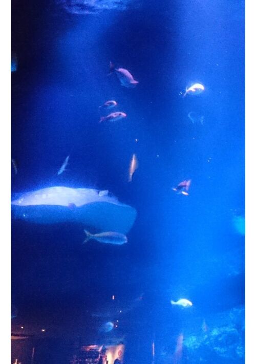 いつか、その想いを攫えたら