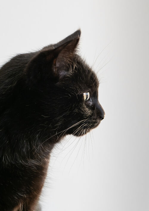 かつて大賢者だった黒猫は王子に転生しても魔王ひとすじ