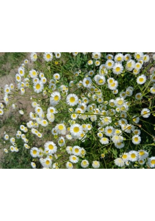 『Summer drops』（森 満優） 表紙