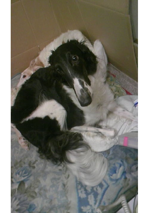 悪戯な運命の女神は、無慈悲な【運命の糸】を紡ぐ