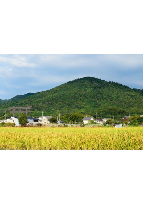 『ヤマトナデシコは誰〜だぁ⁉️』（蔵屋） 表紙