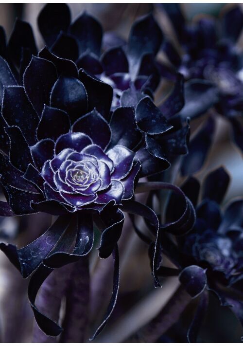 龍神は月を乞う