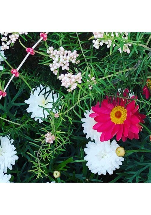 星降る真夏の夜に、妖精の森で迷子になる。