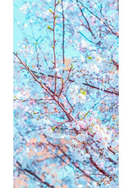 健気なΩは公爵様に愛される。