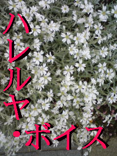 『ハレルヤ・ボイス』