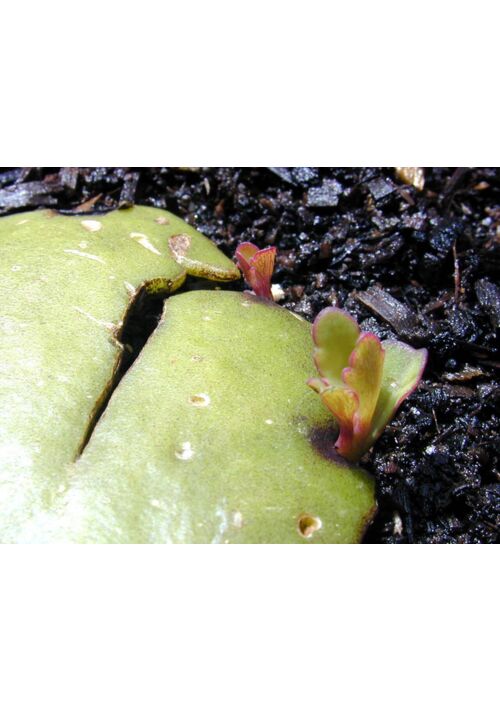 『自然界の神秘的な生殖活動と人間の性行為について考える。』（蔵屋） 表紙