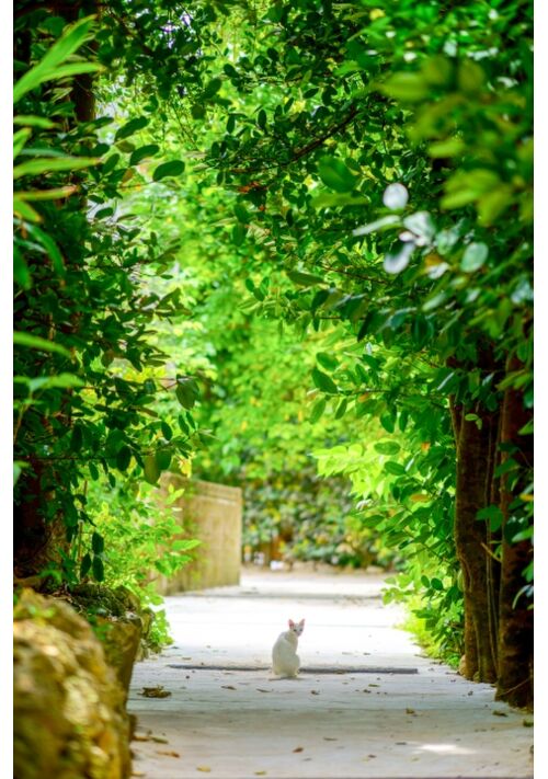 レース編みは万能でした～女神の使徒？　私は飼い猫の異世界召喚に巻き込まれた、ただの飼い主ですよ？ 表紙