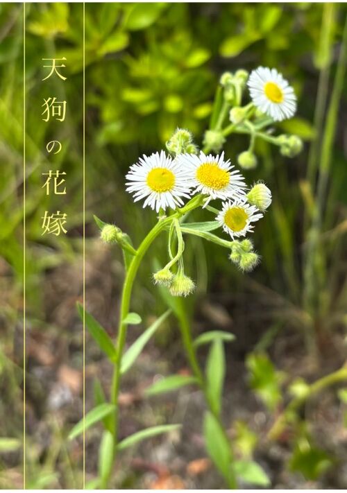 天狗の花嫁