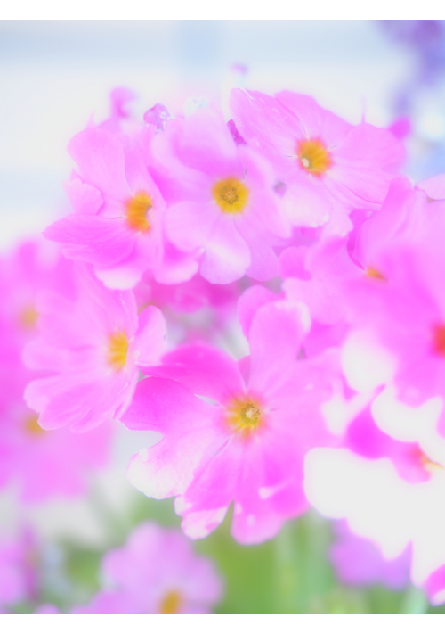 花曇りの晴れの日は