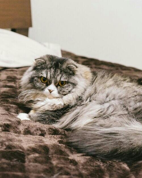 猫と毛布(擬人化)