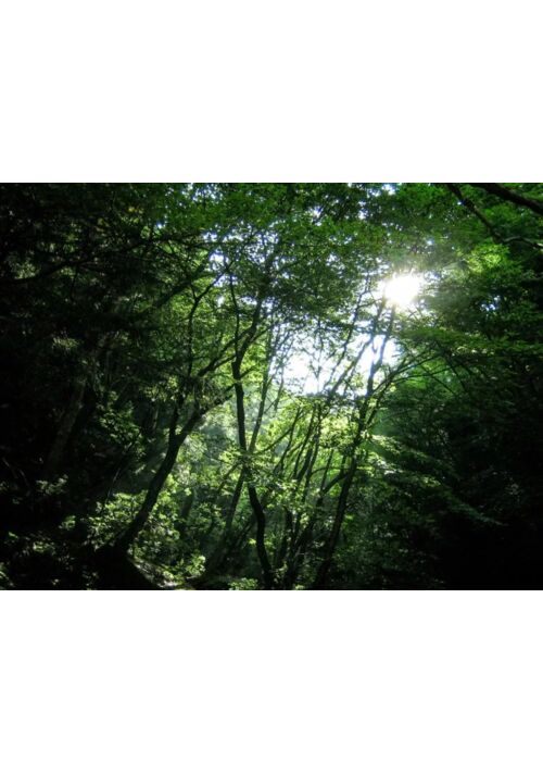 『緋の泪』（ハル*） 表紙