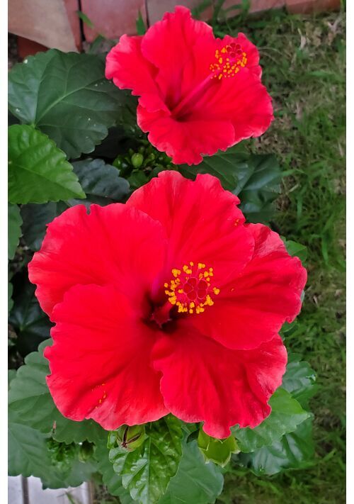 色欲天使は調教師どもに喰われるそうです。