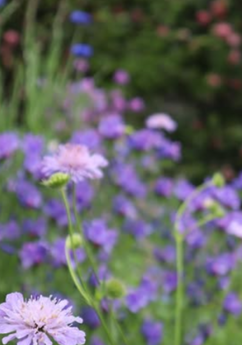 アミティエ・アムルーズ 恋は薔薇のしらべ