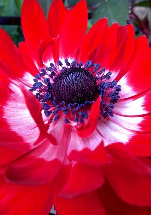 三好家の末っ子は今日もご機嫌　