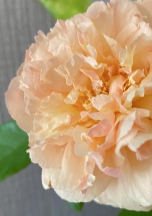 妊娠したのはごめんなさい、でも結婚はしません！