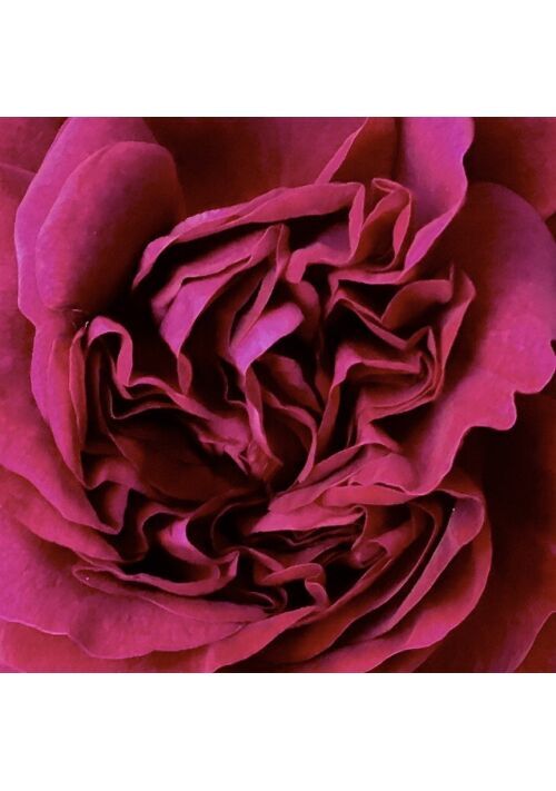 生き直し？伯爵令息の甘い日常