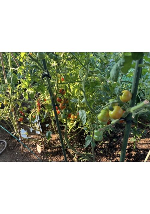 『家庭菜園のトマトを片付けた』（まいゆき） 表紙