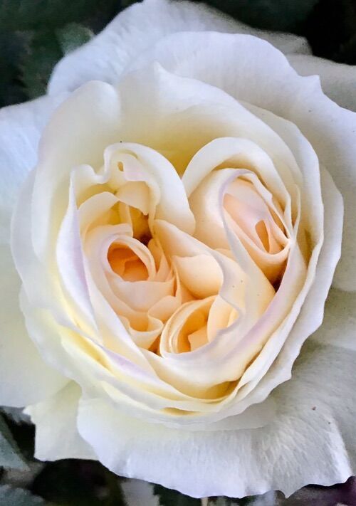 貴方の手が好きだっただけだよ？