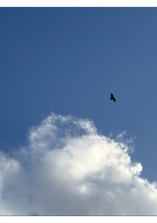 白紗の鳥
