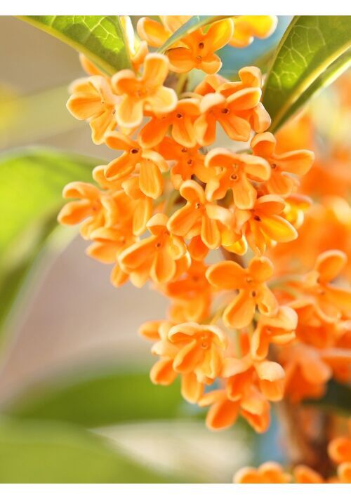 降りしきる黄金の雫は