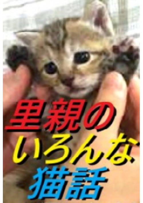 里親のいろんな猫話