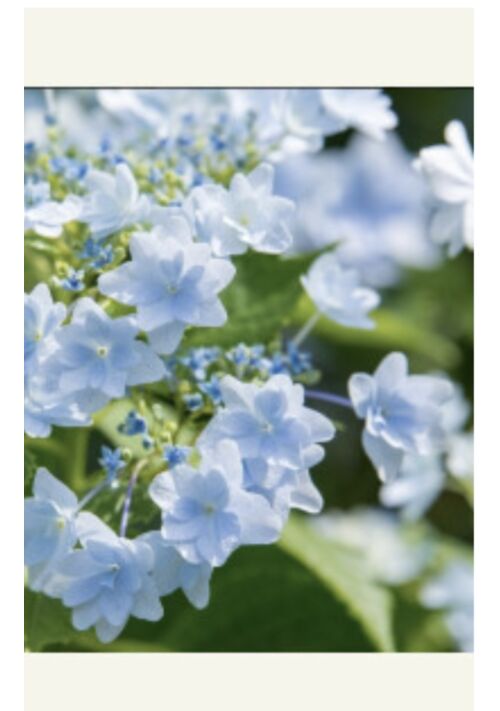 『小娘の紫陽花通りで君を待つ』（ナッツ高美） 表紙