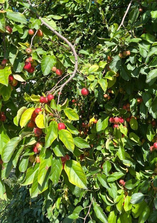 梅とホトトギス