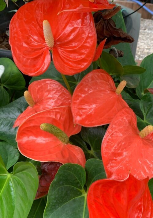 欲深い僕たち。