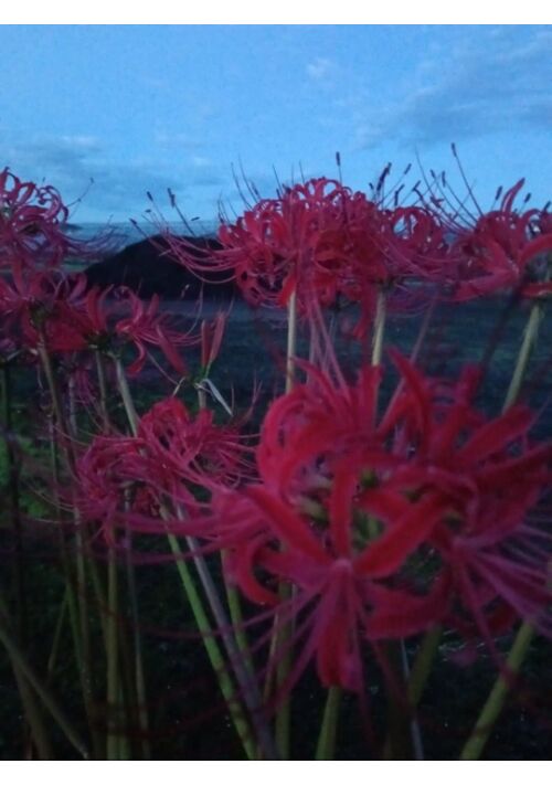 花になるまで