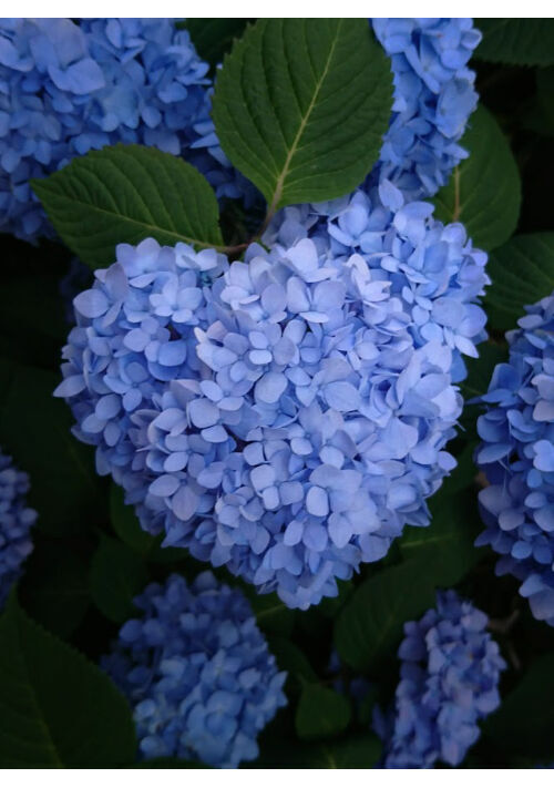 兄と繋がっています