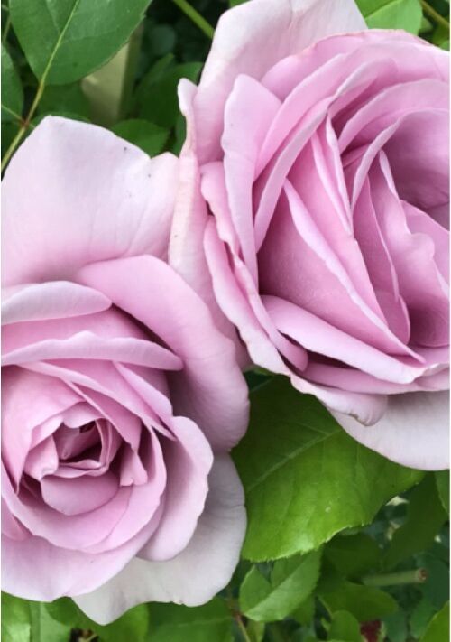 僕がアイツに捕まった話