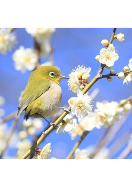 鳴くよウグイス、ダンジョンにて。～精霊と巡る迷宮攻略記～