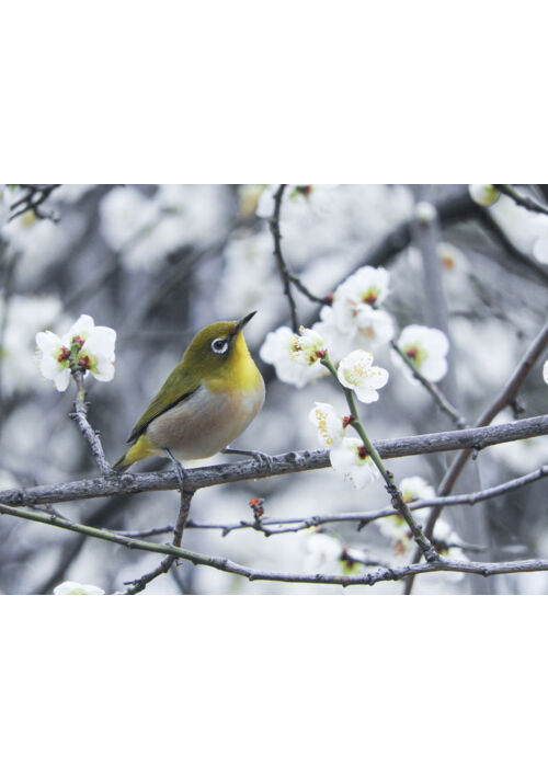 ドの小鳥