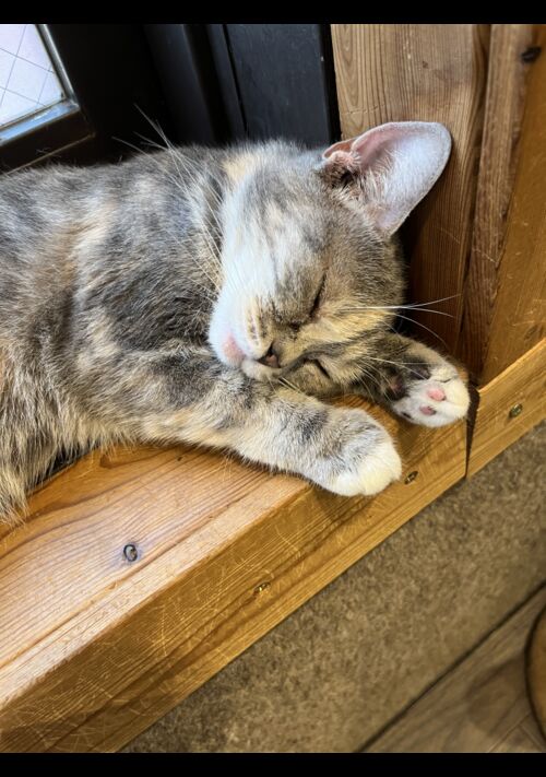 わたしは「たま」