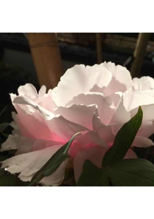 銀獅子と緋薔薇の王