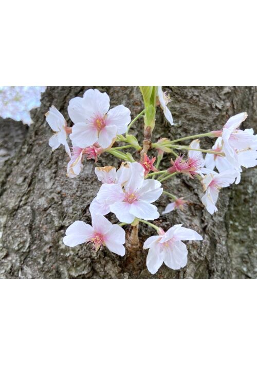 恋愛っぽいものを思いつくままに