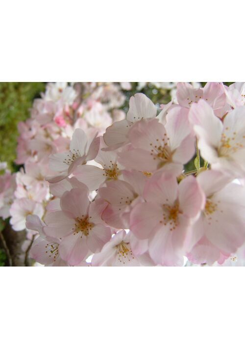 「好き」のカテゴライズ