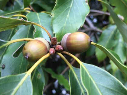 辛已奈美（かのうみなみ）