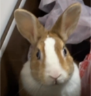 紬あおい