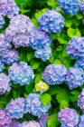 寸止めの紫陽花